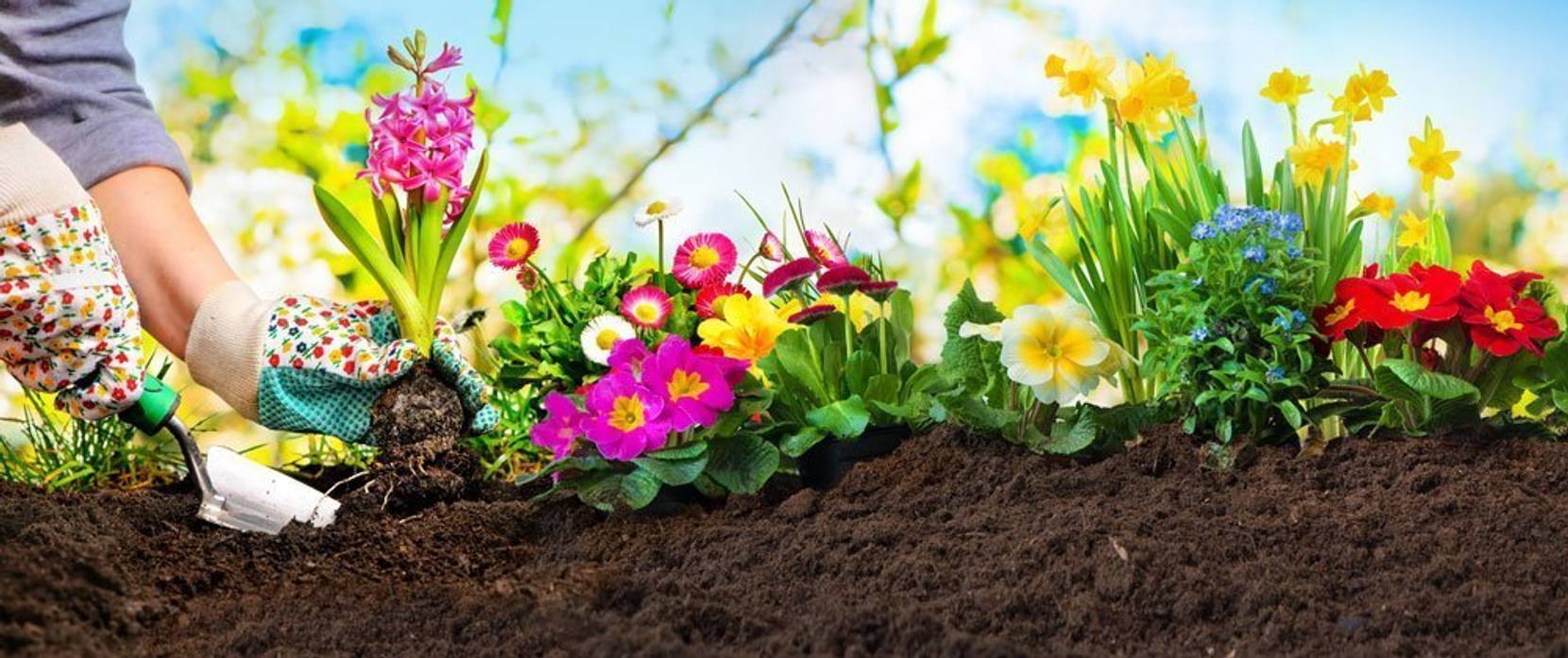 Blumen im Frühjahr säen Blumen vorziehen oder direkt säen heimwerker.de