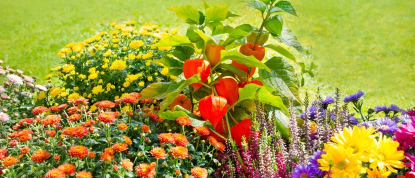 blumen im garten