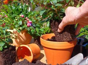 Pflanze wird im Garten umgetopft