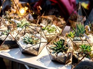 Sukkulente im Terrarium