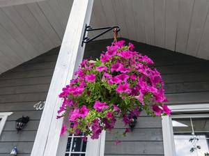 blumenampel-richtig-aufhaengen