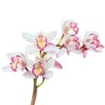 blumenerde-orchidee