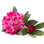 blumenerde-rhododendron