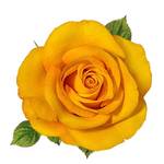 blumenerde-rose