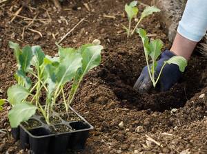 blumenkohl-anbauen