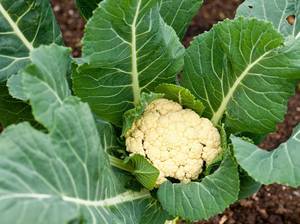 blumenkohl-ernten