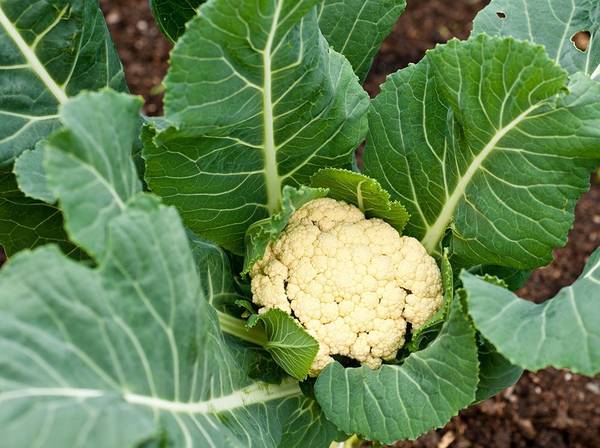 Blumenkohl pflanzen 5 Tipps für den richtigen Anbau heimwerker.de