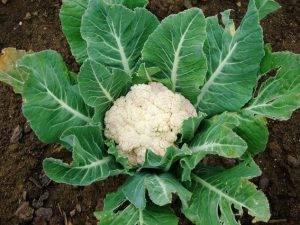 blumenkohl-im-beet