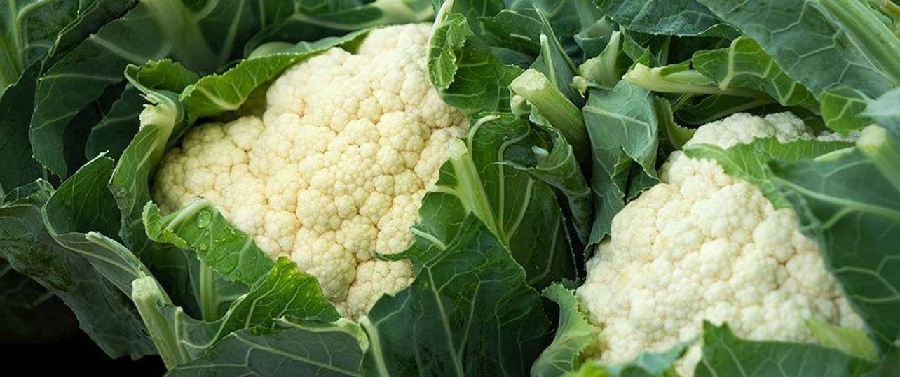 Blumenkohl pflanzen 5 Tipps für den richtigen Anbau heimwerker.de
