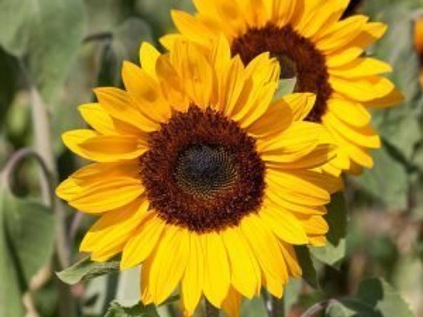 Sonnenblumen