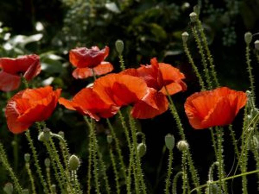 Mohnblumen