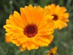 Ringelblume