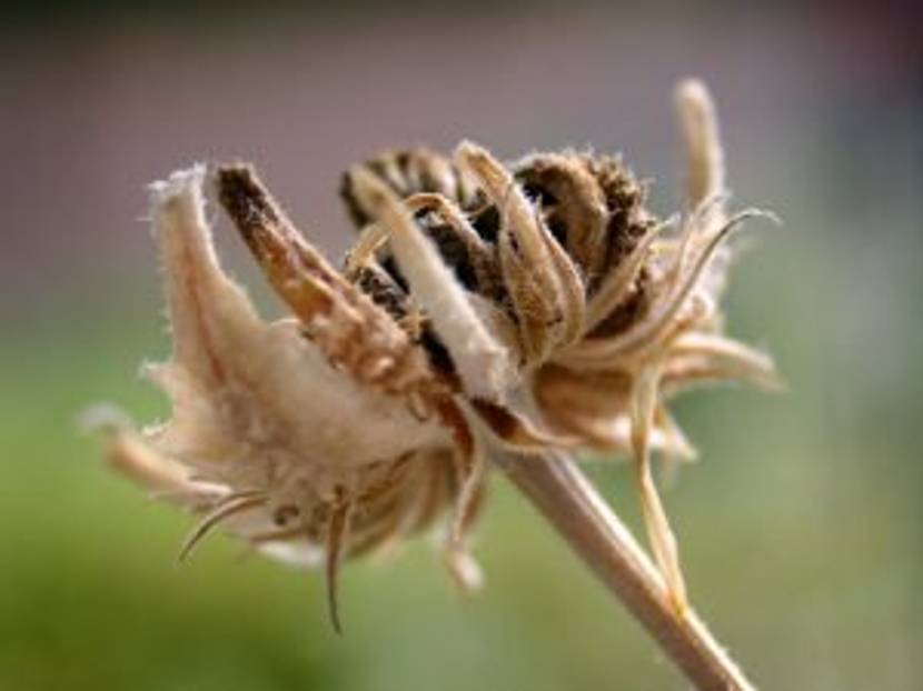 Ringelblumensamen