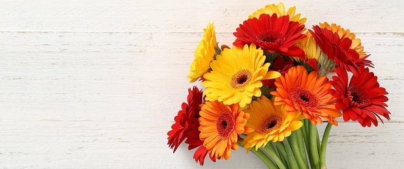 blumenstrauss-gerberas
