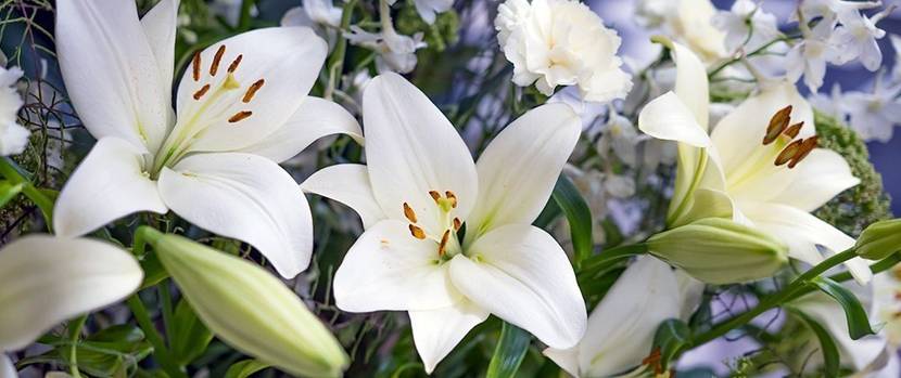 blumenstrauss-lilien