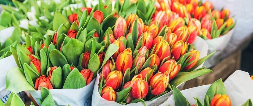 blumenstrauss-tulpen