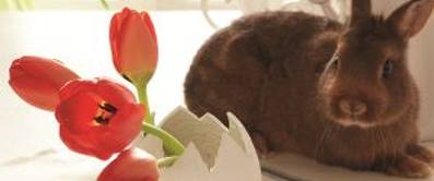 blumenvase-aus-kokosnuss-2