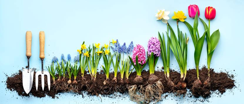 erde fuer blumenzwiebeln sollte durchlaessig sein