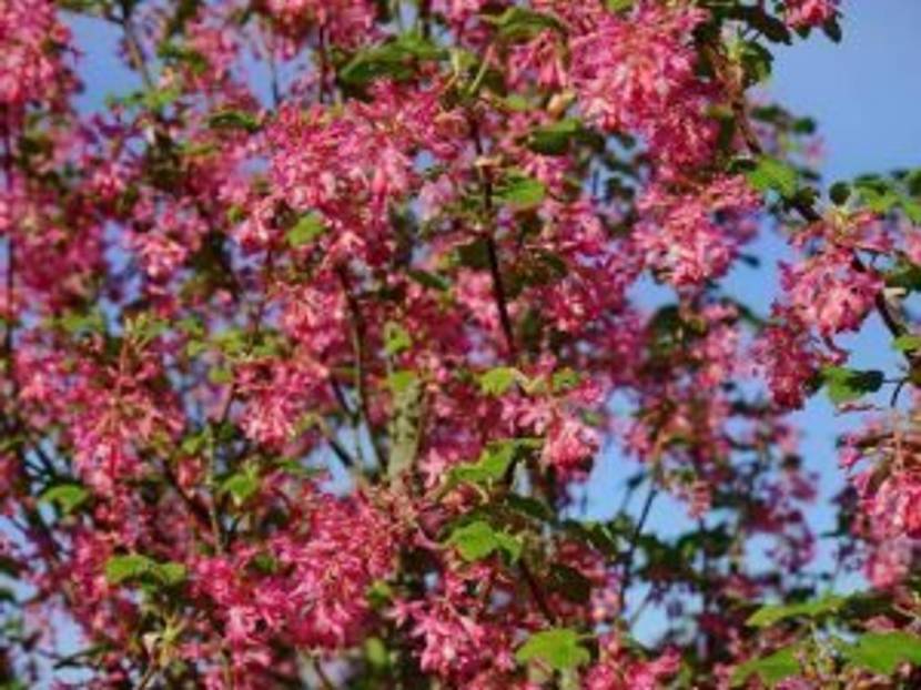 blut-johannisbeere für eine blühenede Hecke