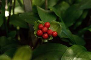 beeren der blutblume