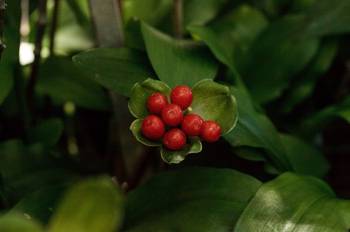 Blutblume pflegen: 5 wichtige Hinweise fr eine erfolgreiche Haltung