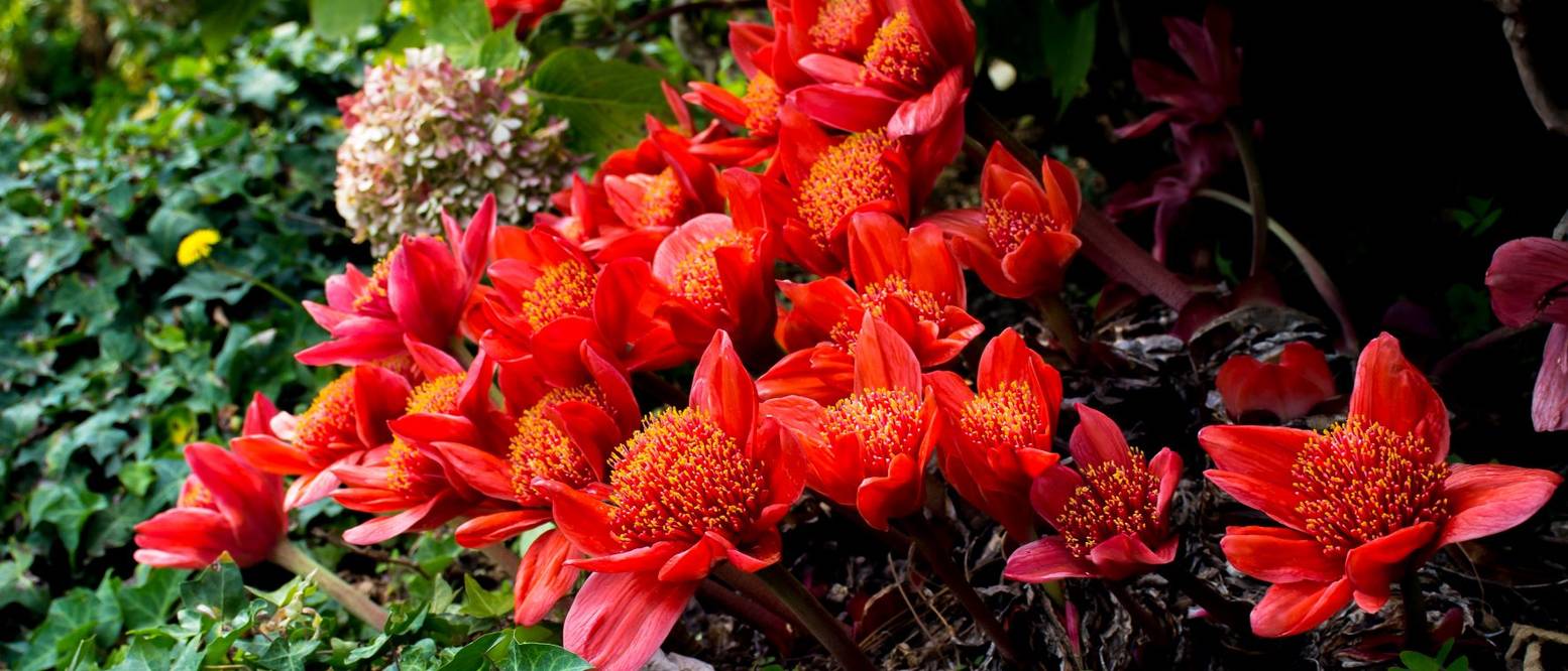 Blutblume pflegen 5 wichtige Hinweise für eine erfolgreiche Haltung