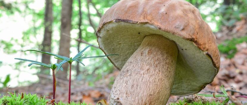 Boletus aestivalis