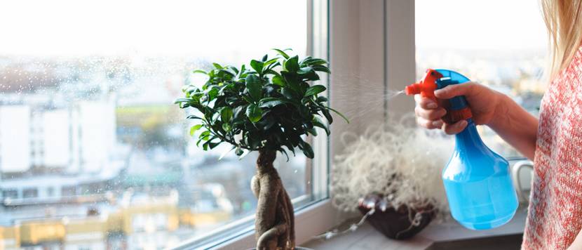 bonsai kirschmyrte