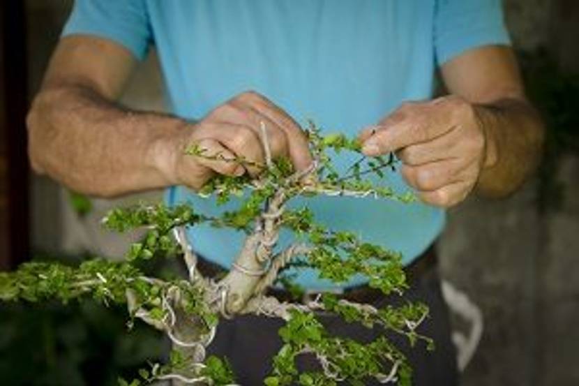 bonsai mit draht