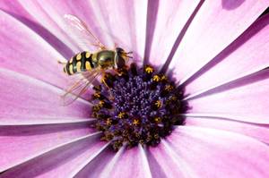 schwebefliege in einer bluete