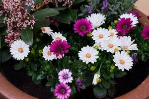 bornholmer margerite im blumenkuebel an sonniger stelle