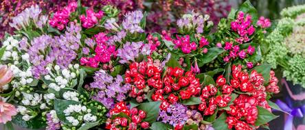 glockenblume saatgut Marien-Glockenblume 'Champion Pink' Saatgut  Sommerblume