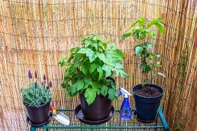 Brombeeren pflanzen im Topf Eine Anleitung in 5 Schritten