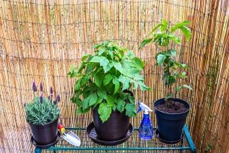 Brombeeren pflanzen im Topf Eine Anleitung in 5 Schritten