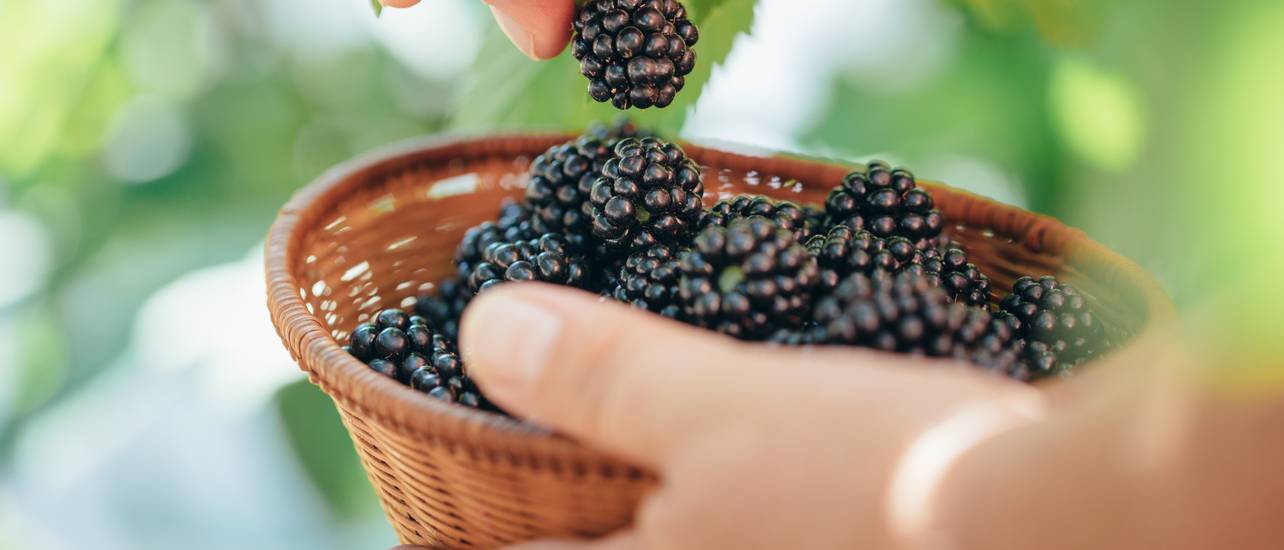 Brombeeren pflanzen im Topf Eine Anleitung in 5 Schritten