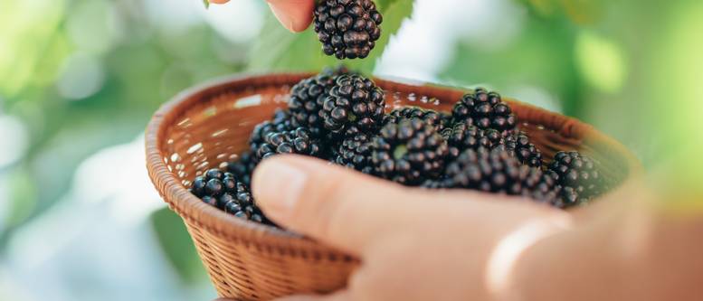 Brombeeren pflanzen im Topf Eine Anleitung in 5 Schritten