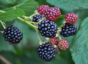 brombeeren-schwarz-und-rot