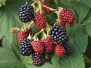 brombeeren-pflanze-zwei-farben