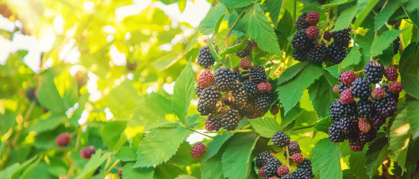 Brombeeren pflanzen 5 Schritte zur Pflege der schwarzen Beere