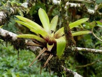 Pflege von Bromelien: Die tropische Zimmerpflanze richtig pflegen und  vermehren - heimwerker.de