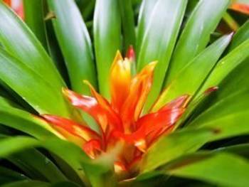 Pflege von Bromelien: Die tropische Zimmerpflanze richtig pflegen und  vermehren - heimwerker.de