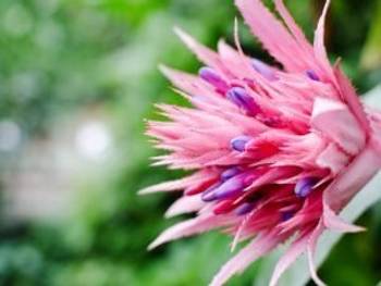 efeutute gepunktet Gefleckte Efeutute kaufen | Scindapsus pictus