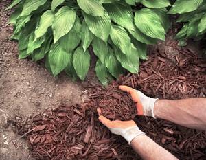 haende in handschuhen halten mulch