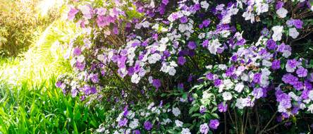 Brunfelsia: 3 Tipps fr eine hohe Lebensdauer - heimwerker.de