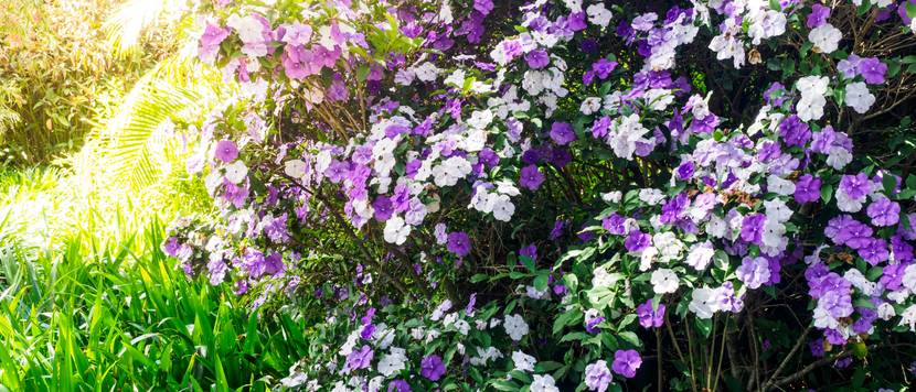 brunfelsia blüten