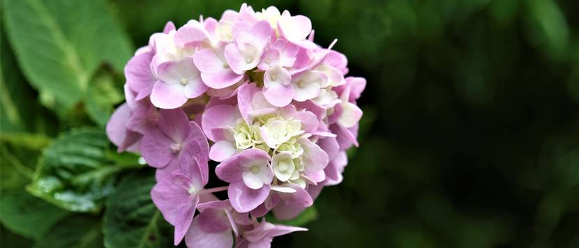 brunfelsia kaufen