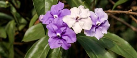 Brunfelsia: 3 Tipps fr eine hohe Lebensdauer - heimwerker.de