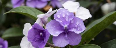 brunfelsia