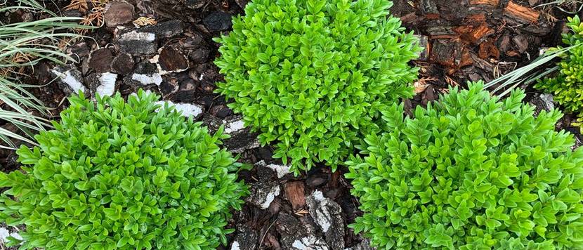 buchsbaum im garten