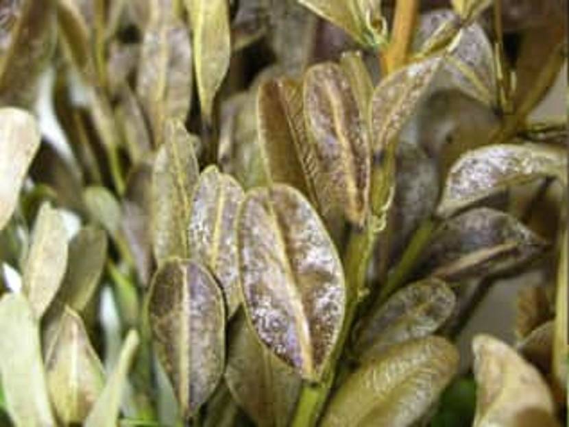 buchsbaum-krankheit-pilzbefall-cylindrocladium-buxicola